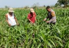 Optimalkan-Ketahanan-Pangan,-Polsek-Porong-bersama-Petani-Pantau-Perkembangan-Tanaman-Jagung